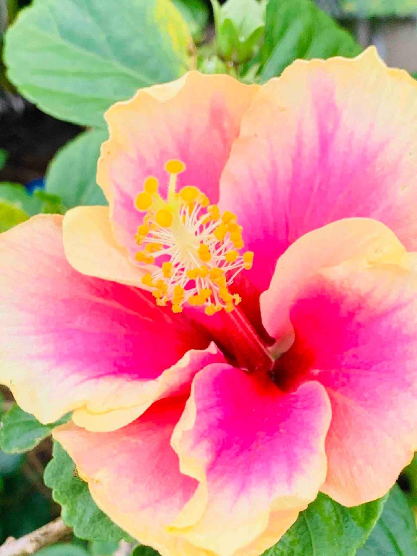 North Shore Garden Suite Haleiwa Eksteriør billede